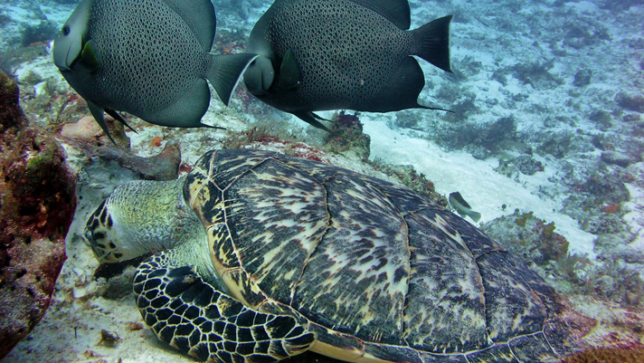 We snorkeled in Cozumel and came face-to-face with the beauty under the sea.