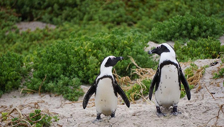A picture of two penguins at Boulders Beach in South Africa.