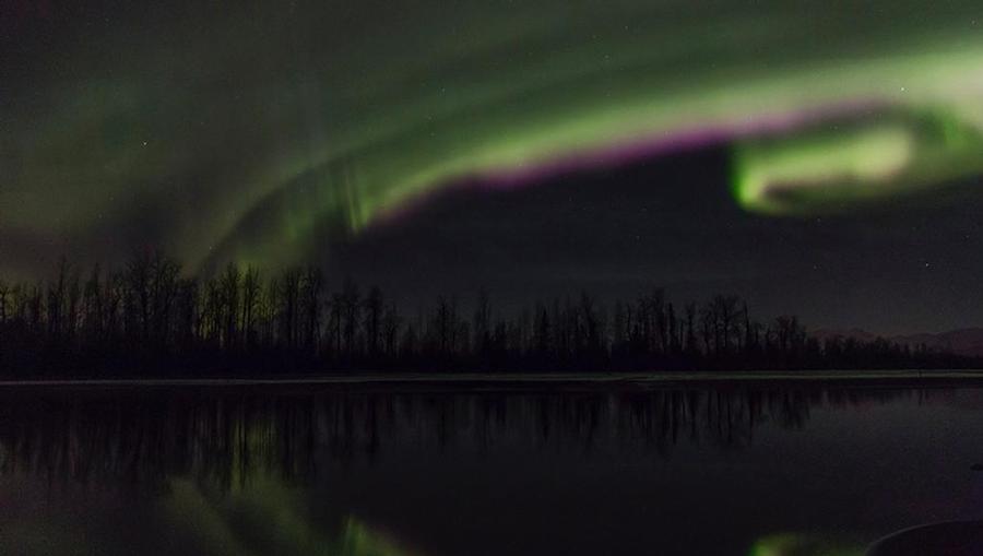 Swirling green and purple Northern Lights in Fairbanks, Alaska shining over tall trees and a body of water.